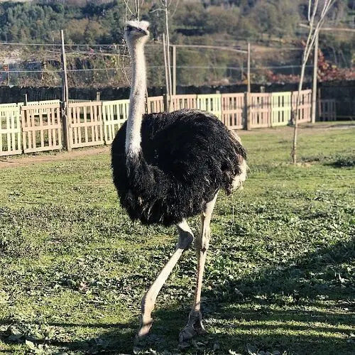 Avestruz na Quinta das Manas