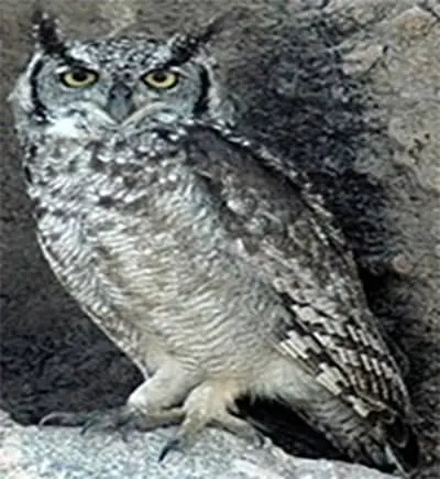 Bufo Malhado