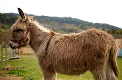 Burro Anão da Graciosa
