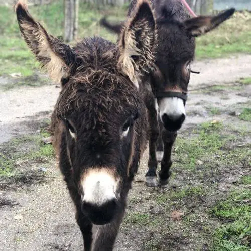 Burro Anão na Quinta das Manas