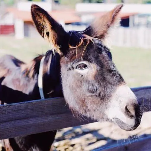 Burro Mirandês