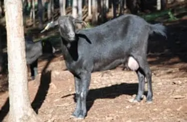 Cabra Preta de Montesinho