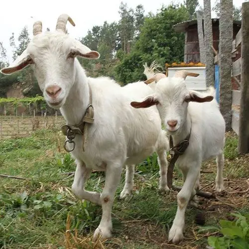 Cabra Saanen na Quinta das Manas