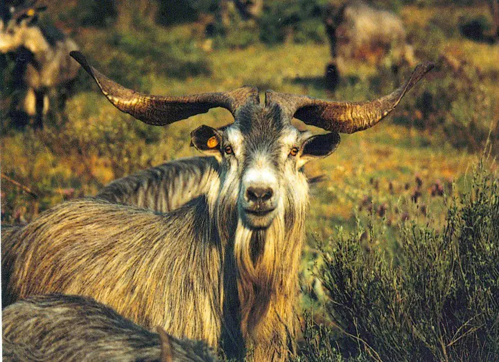 Cabra Serrana