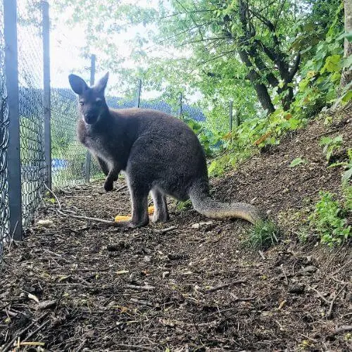 Canguru na Quinta das Manas