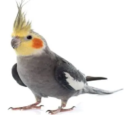 Caturra