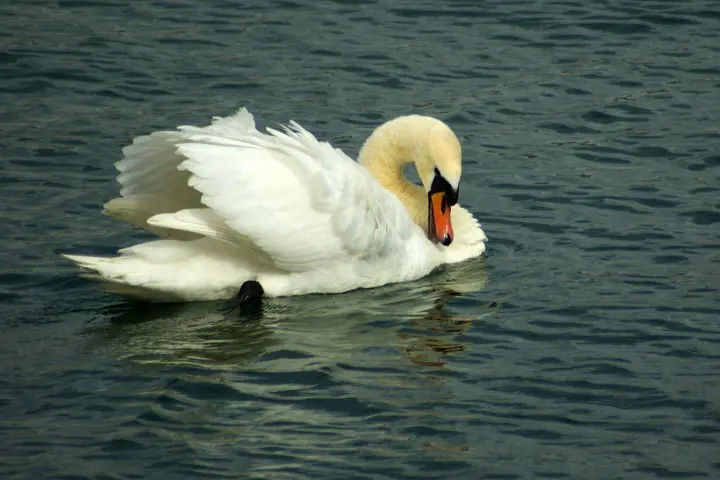 Cisne Mudo