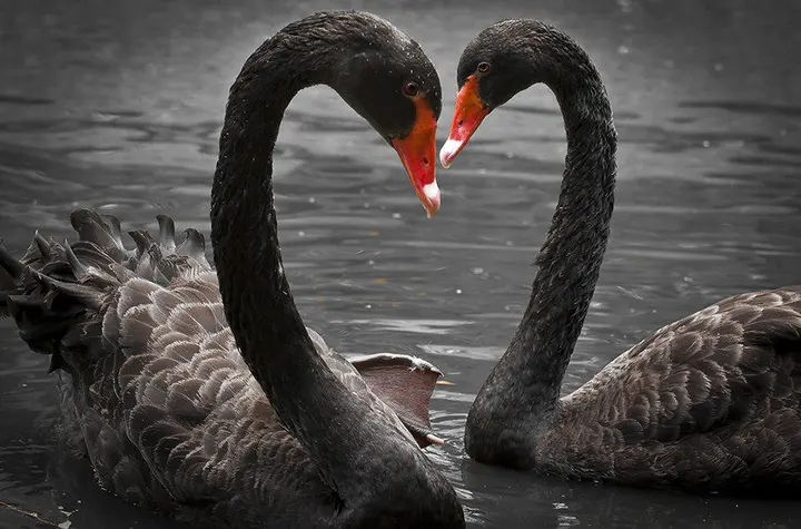 Cisne Preto na Quinta das Manas