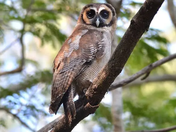 Coruja castanha