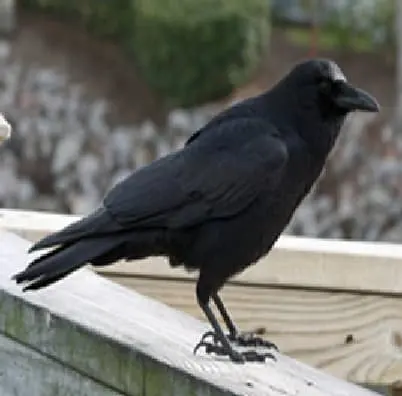 Corvo Americano
