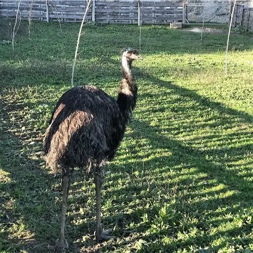 Emu na Quinta das Manas