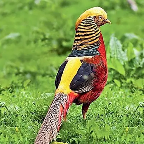 Faisão Dourado