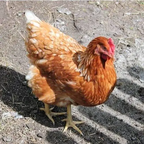 Galinha Amarela Portuguesa