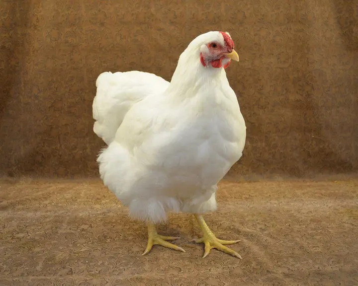 Galinha Branca Portuguesa