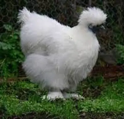 Galinha Sedosa