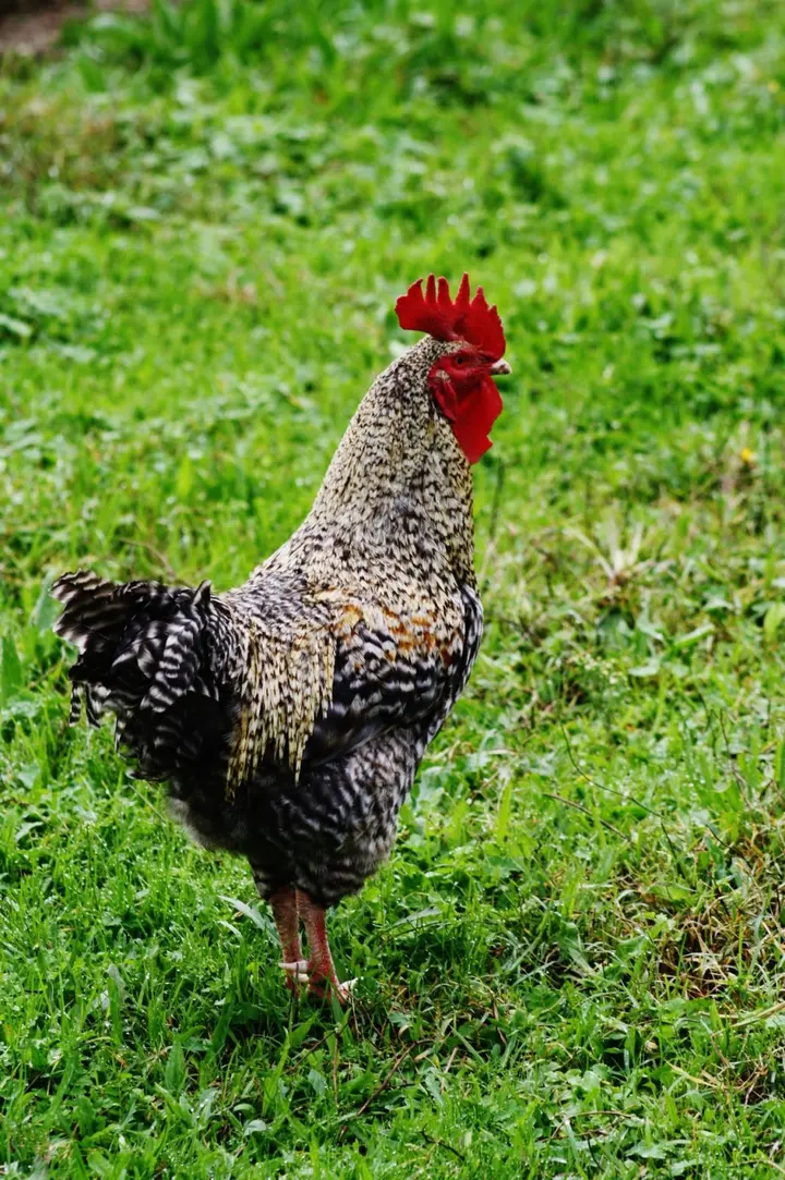 Galinha