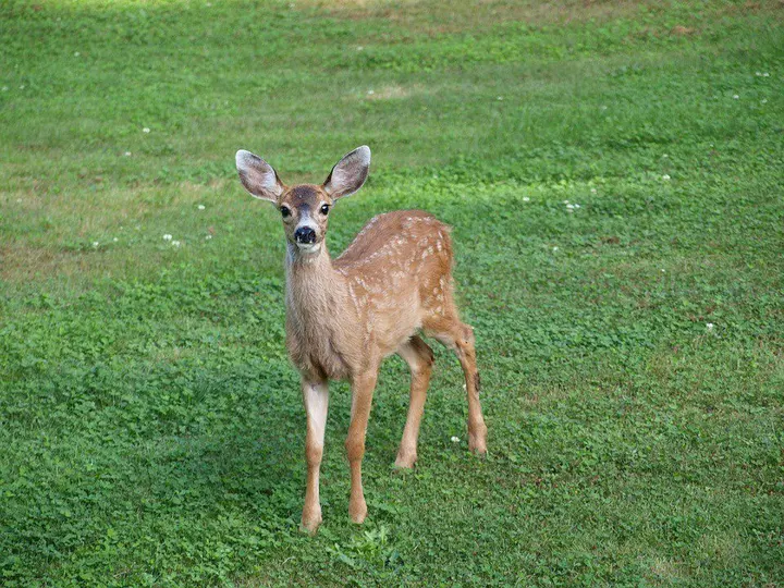 Gamo na Quinta das Manas