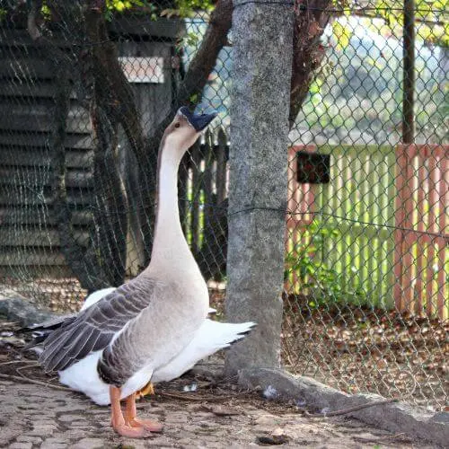 Ganso Sinaleiro