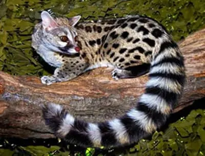 Genetta Tigrina