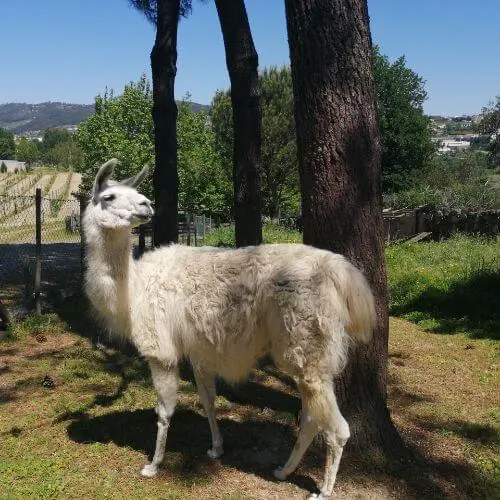 Lama na Quinta das Manas