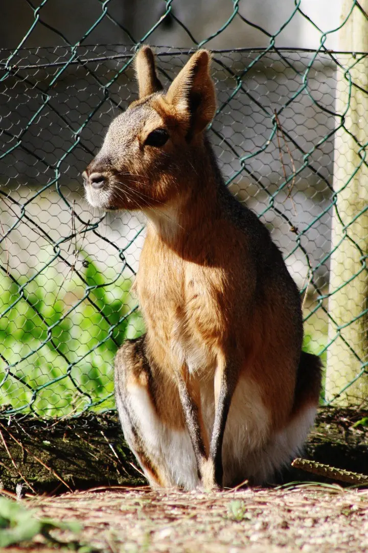 Lebre da Patagónia