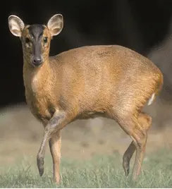 Mini Veado Muntjac