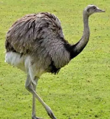 Nandu