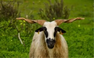 Ovelha churra Algarvia