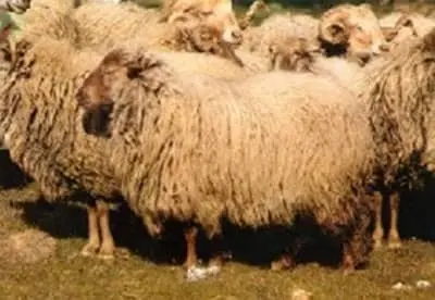 Ovelha Churra Badana
