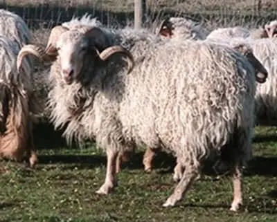 Ovelha Churra do Campo