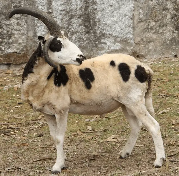 Ovelhas de Jacob na Quinta das Manas