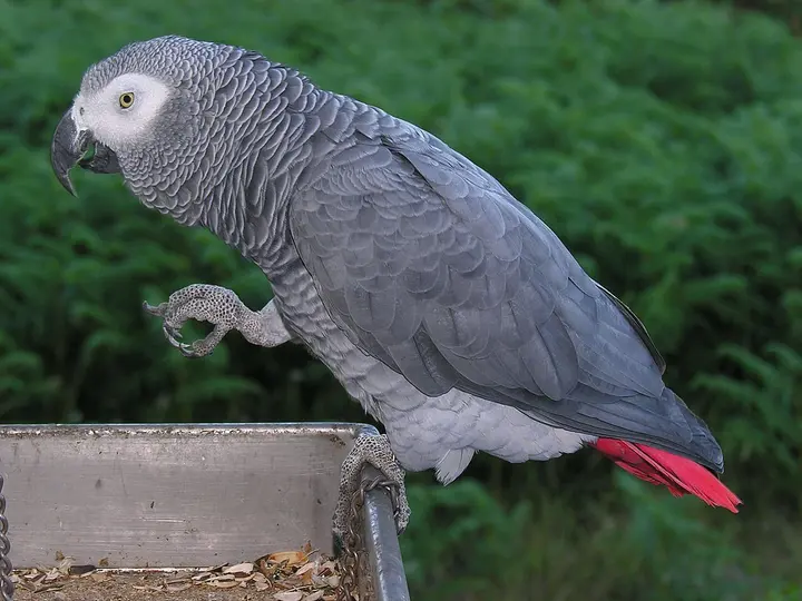 Papagaio Cinzento