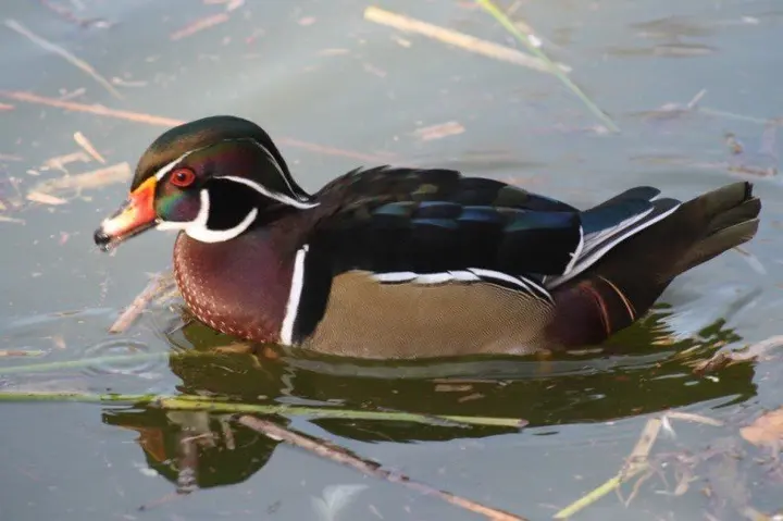 Pato Carolino