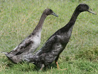 Pato Corredor Indiano
