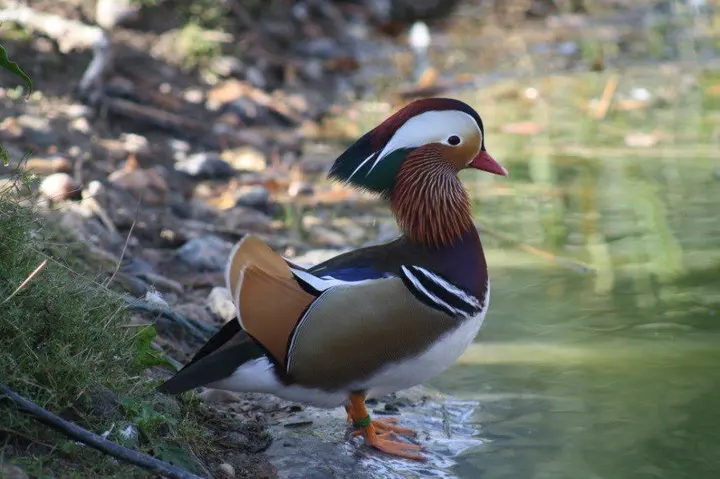 Pato Mandarim