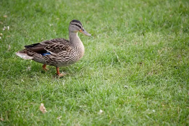 Pato Real