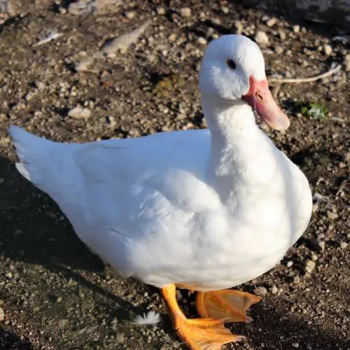 Pato Pequim