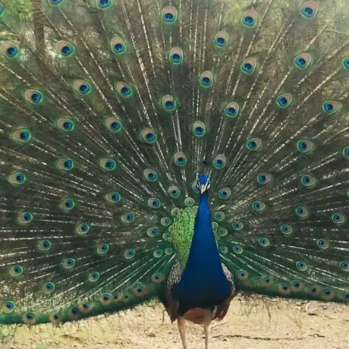 Pavão na Quinta das Manas