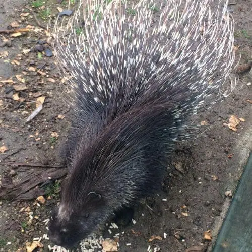 Porco Espinho Africano