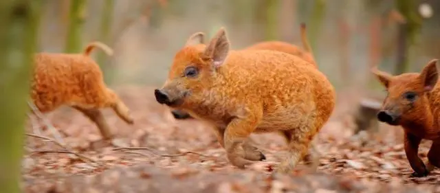 Porco Mangalitsa