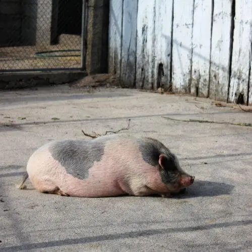 Porco Potbelly