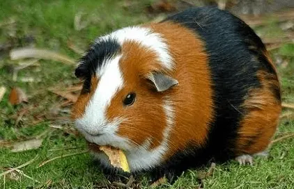 Porquinho da Índia