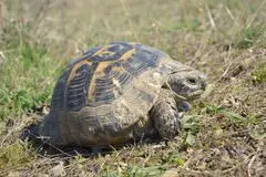 Tartaruga Terrestre