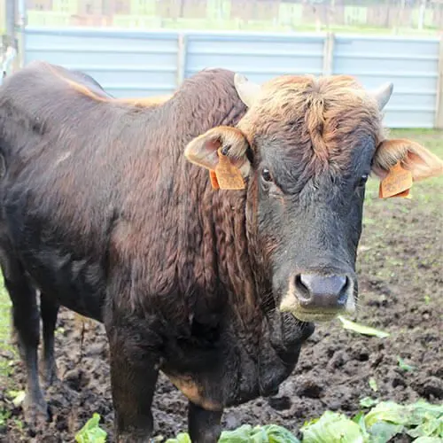Zebu na Quinta das Manas